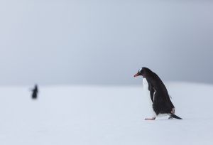 Gentoo Penguins, Yankee Harbour, Greenwich Island, Antarctica.