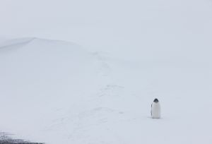 Gentoo Penguin, Deception Island, Antarctica.